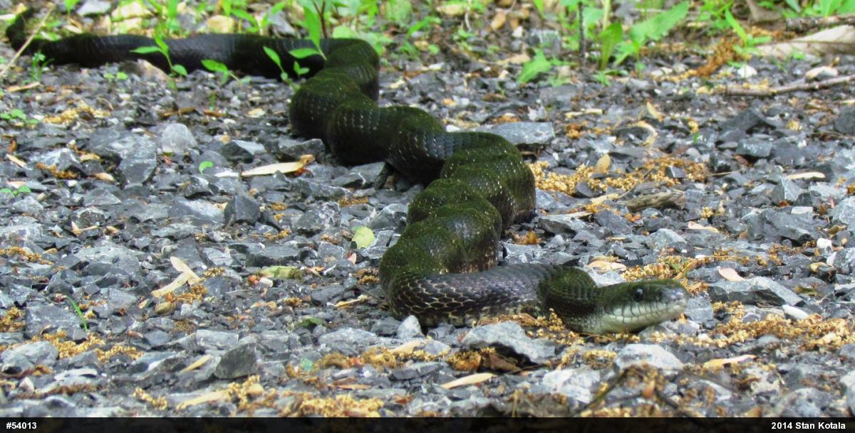 Eastern Ratsnake