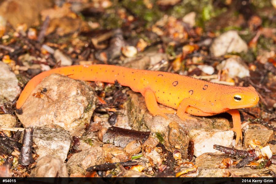 Red-spotted Newt