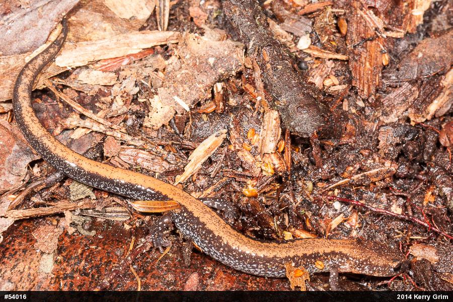 Eastern Red-backed  Salamander