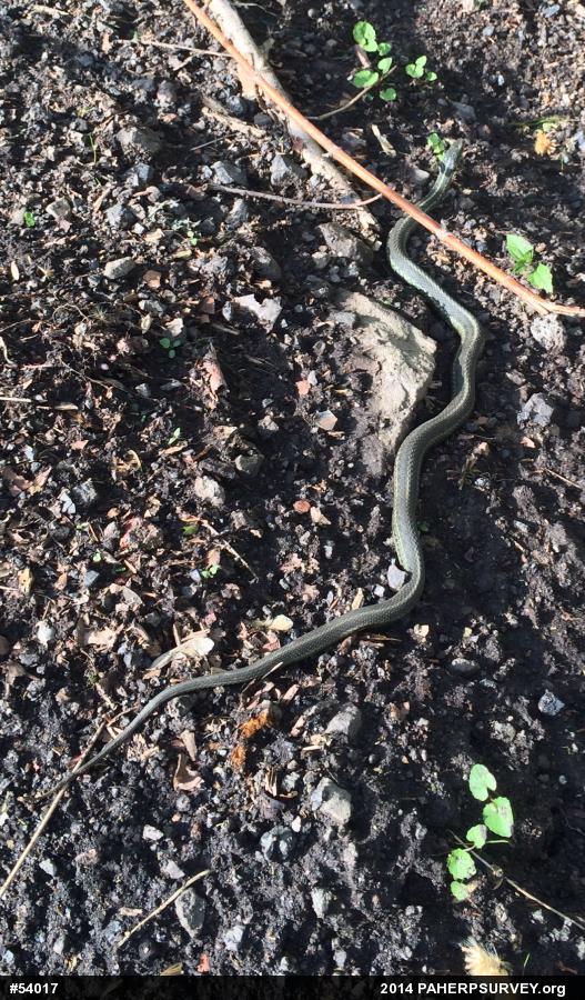Eastern Gartersnake