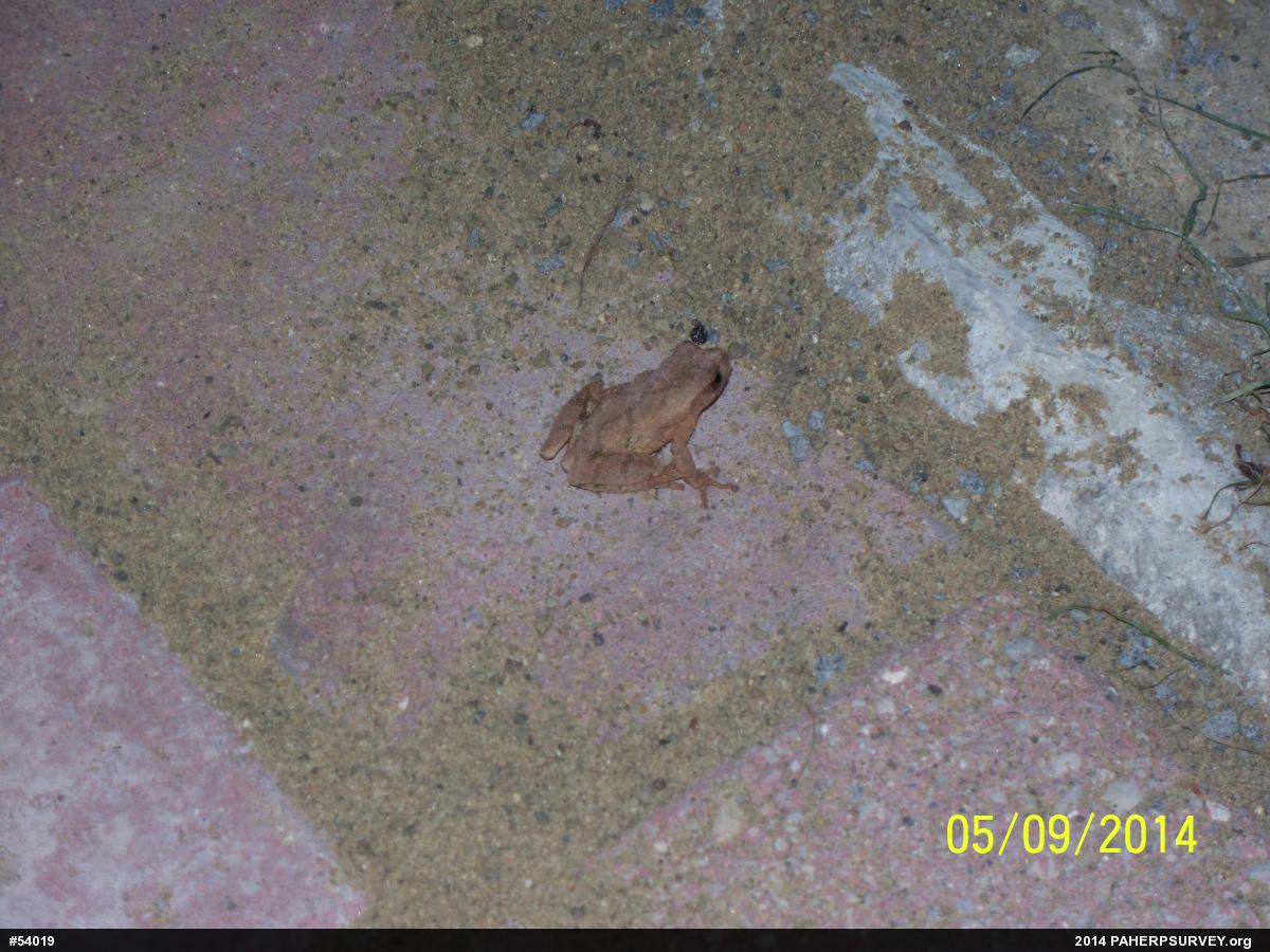 Spring Peeper