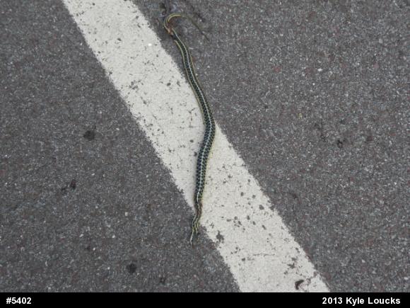 Eastern Gartersnake