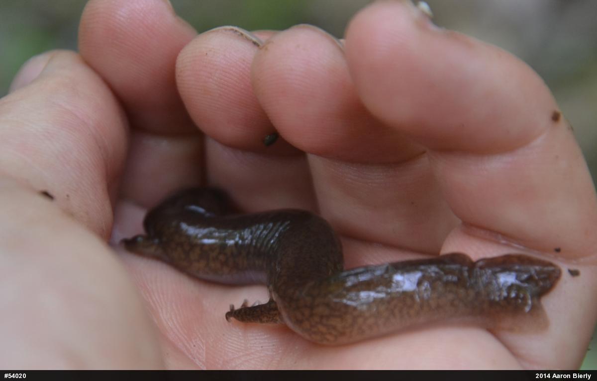 Northern Spring Salamander
