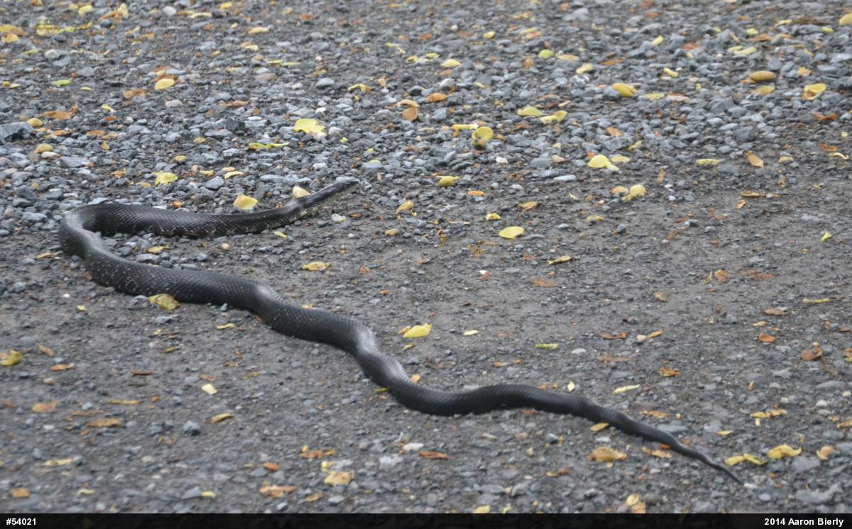 Eastern Ratsnake