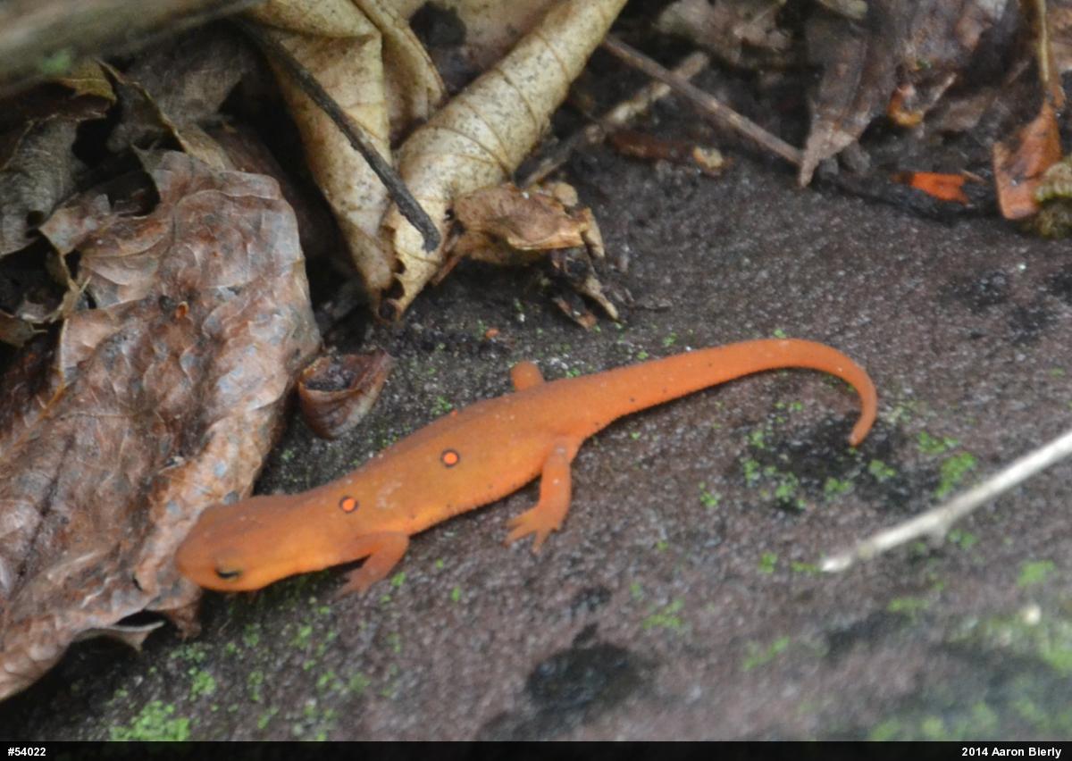Red-spotted Newt