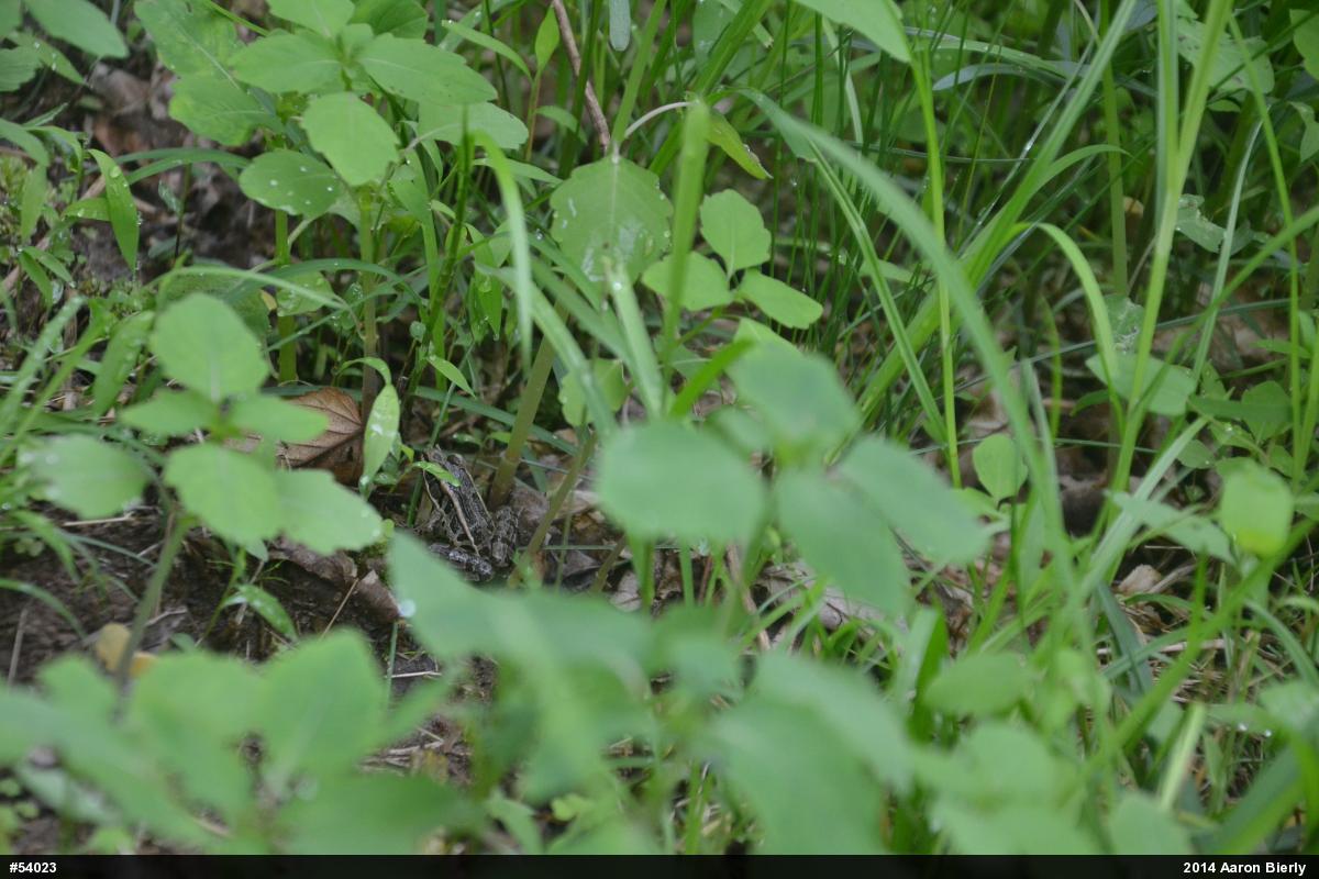 Pickerel Frog