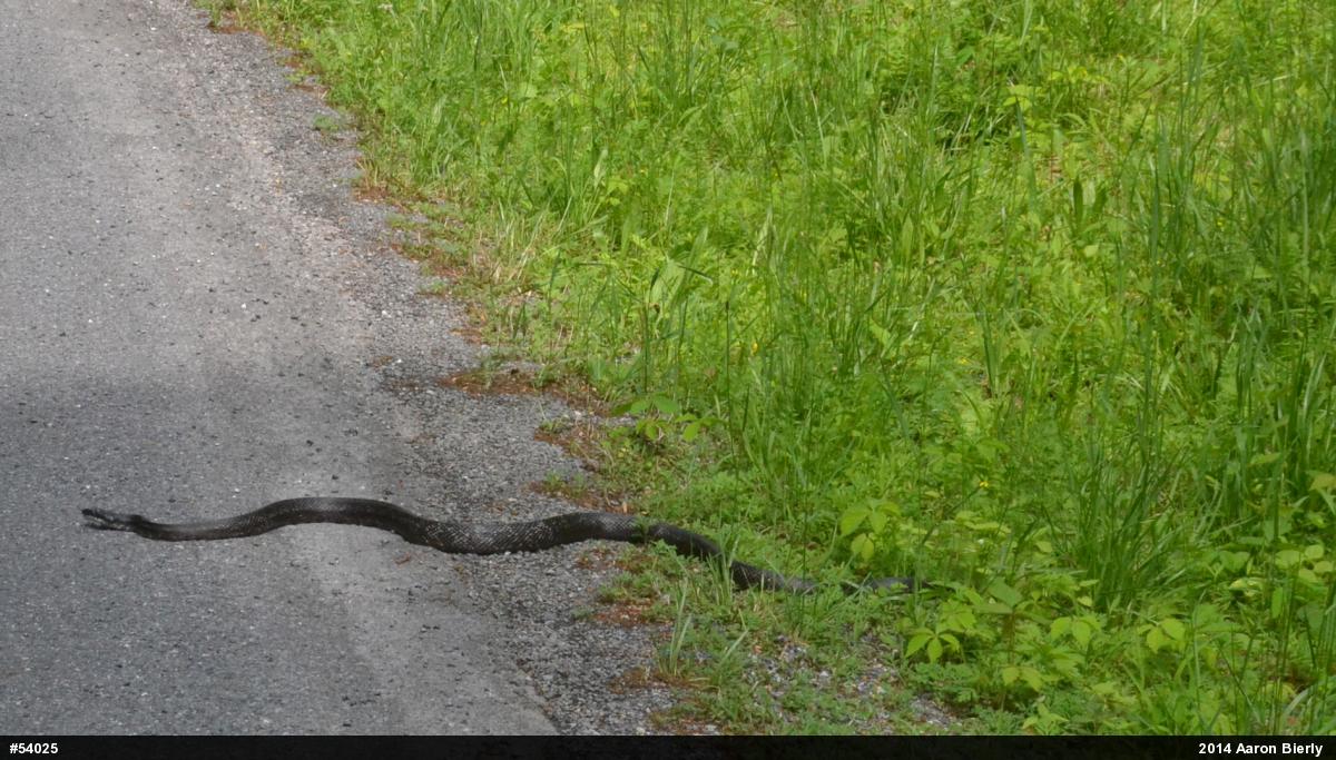 Eastern Ratsnake