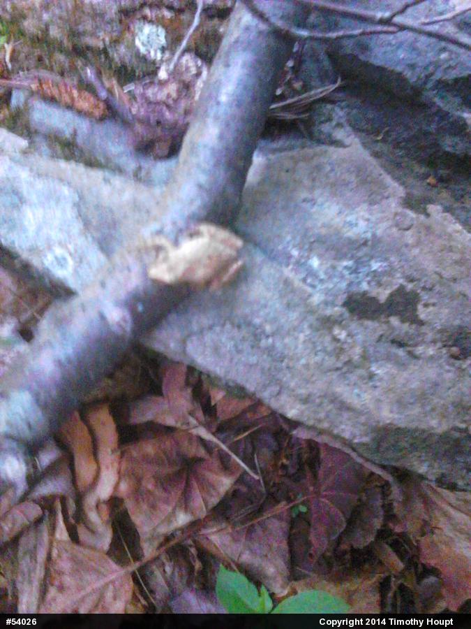 Spring Peeper