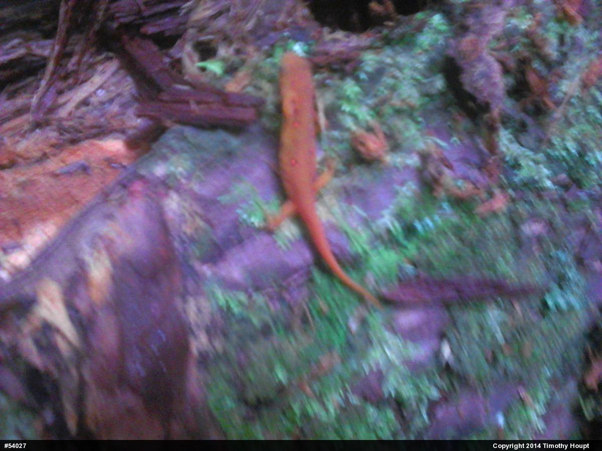 Red-spotted Newt