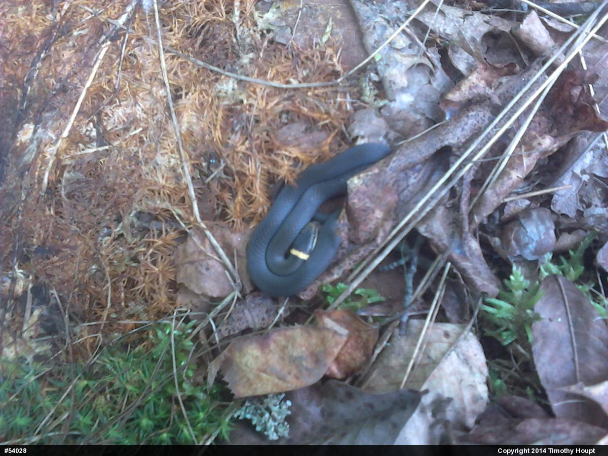 Northern Ring-necked Snake