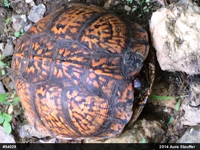 Eastern Box Turtle