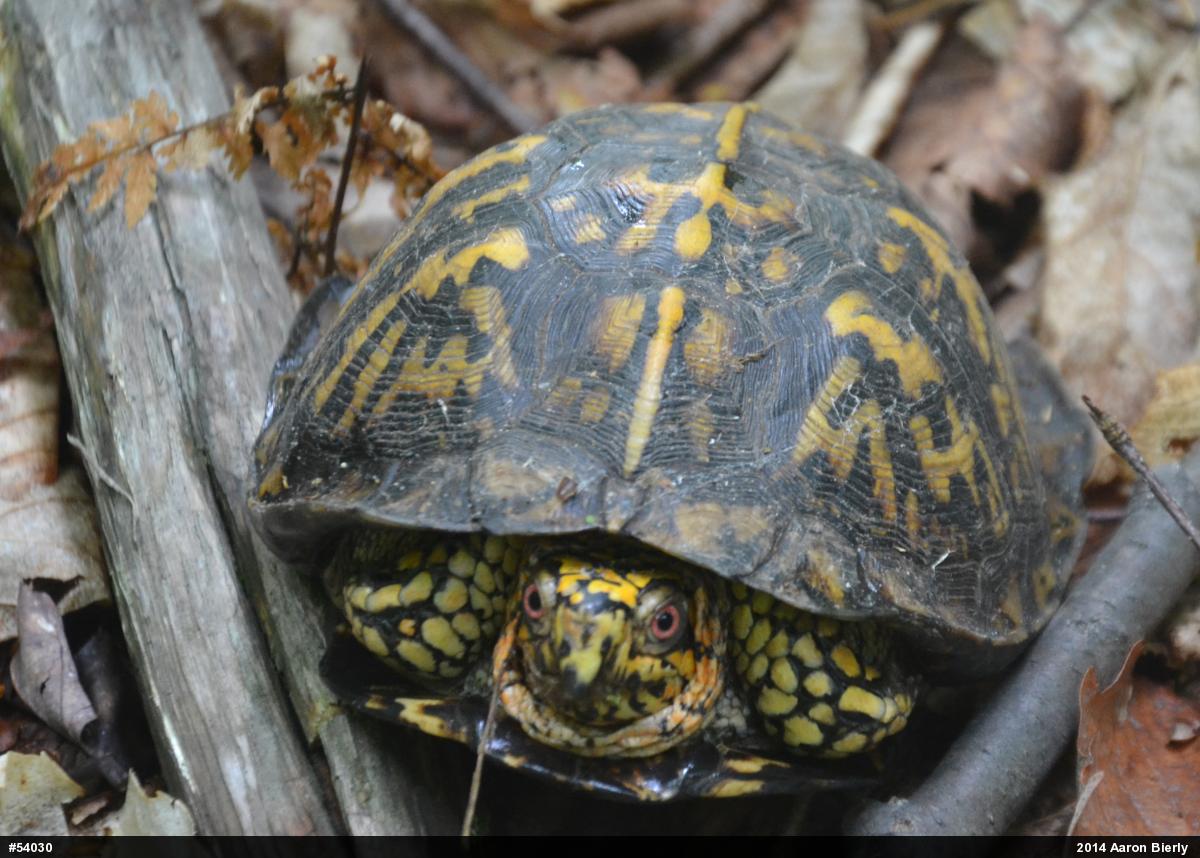 Eastern Box Turtle