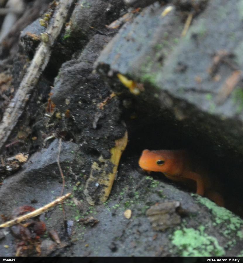 Red-spotted Newt