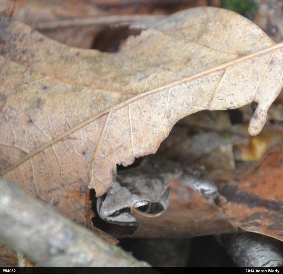 Wood Frog
