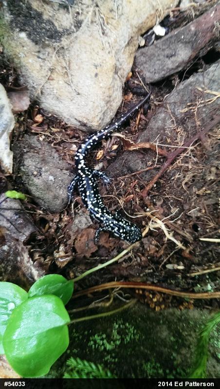Northern Slimy Salamander