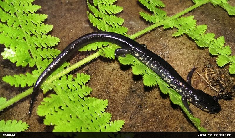 Wehrle's Salamander