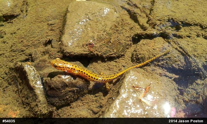 Eastern Long-tailed Salamander