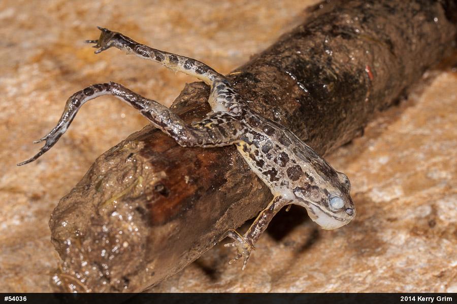 Pickerel Frog