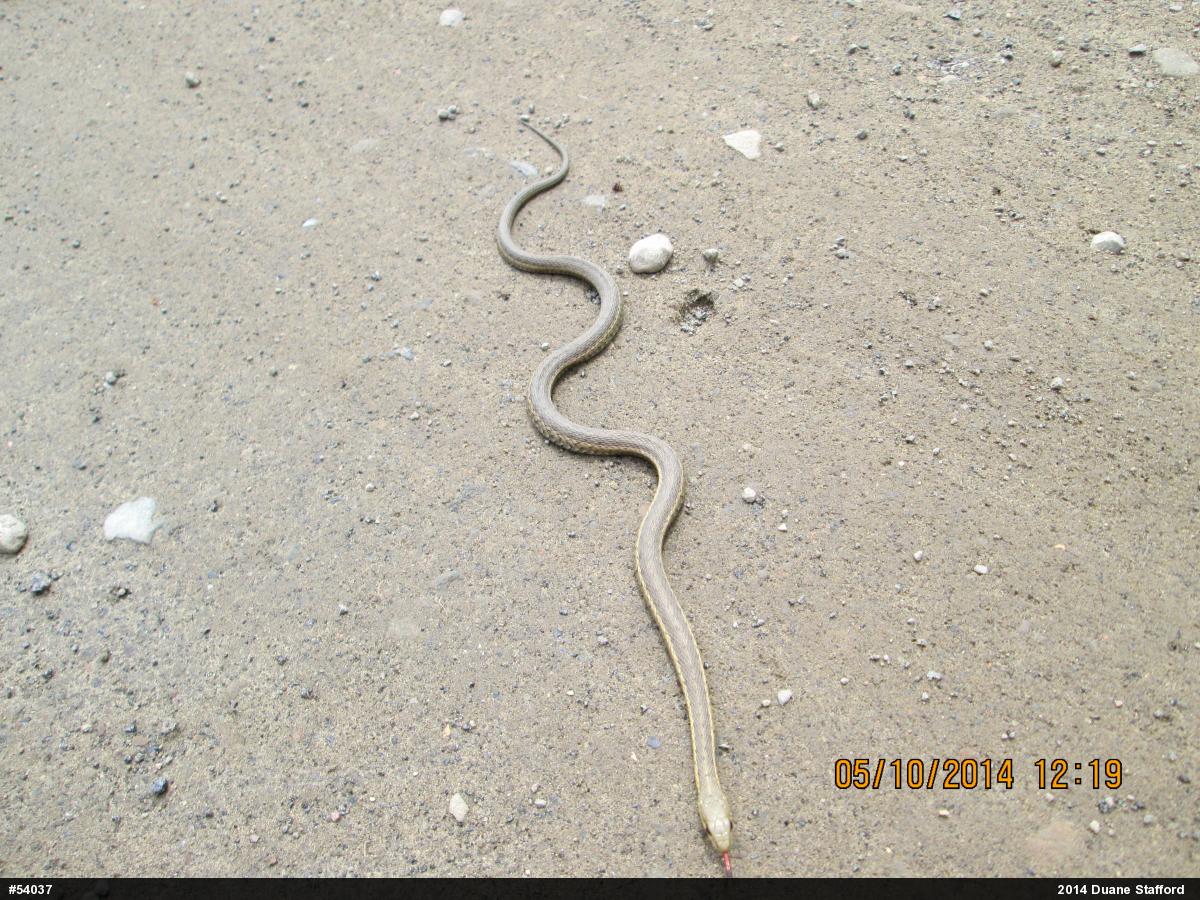 Eastern Gartersnake