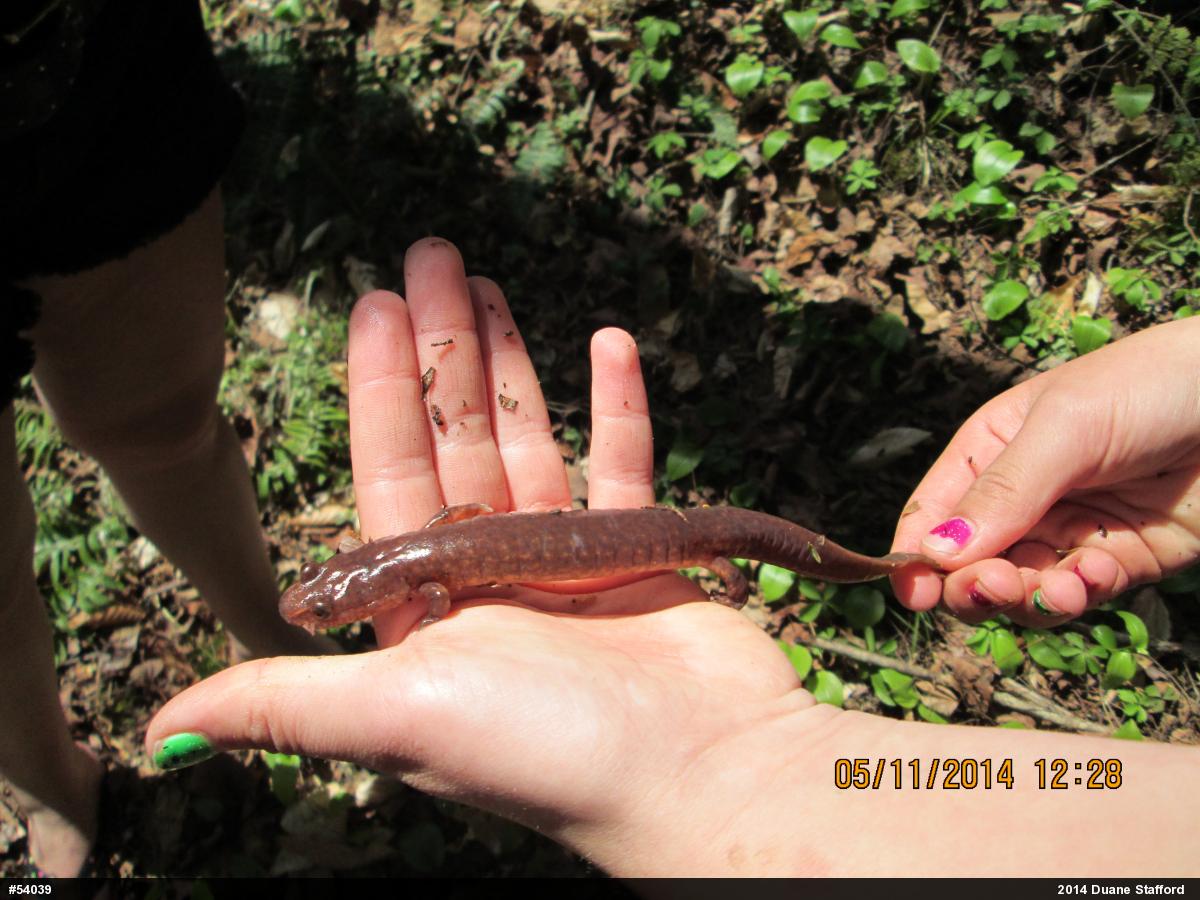 Northern Spring Salamander