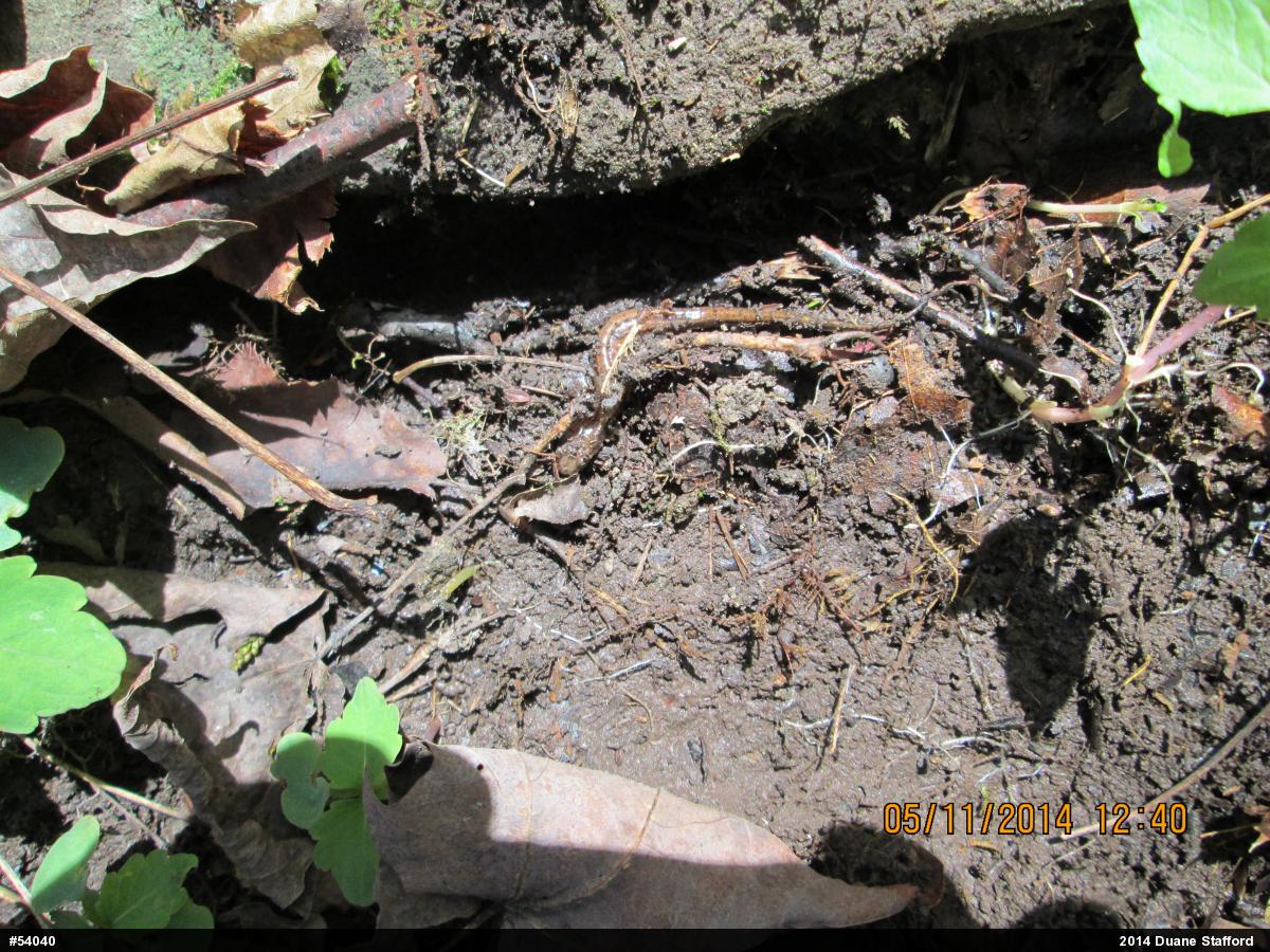 Allegheny Mountain Dusky Salamander