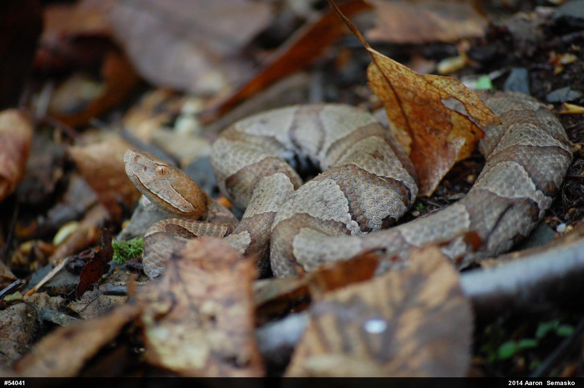 Northern Copperhead