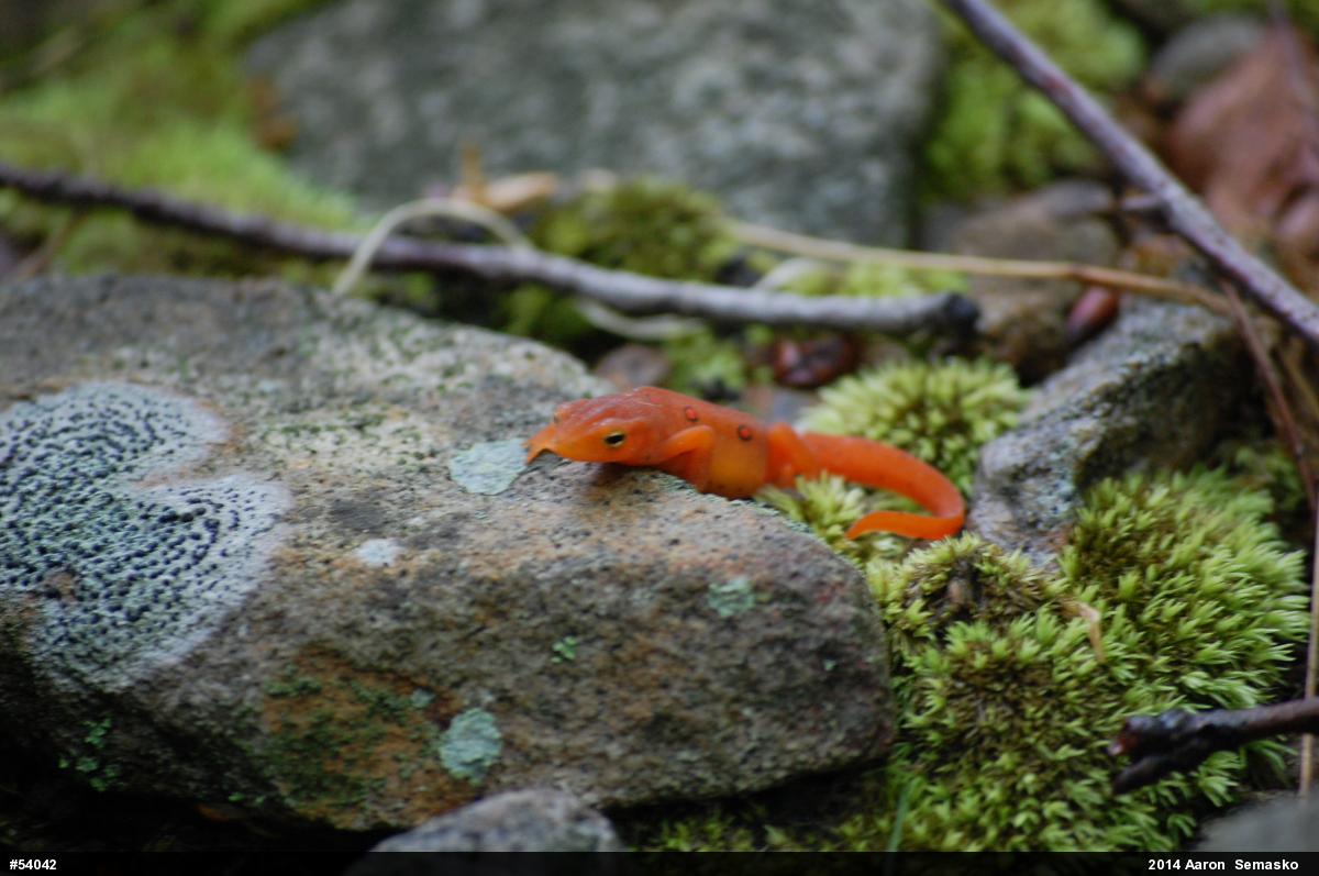 Red-spotted Newt
