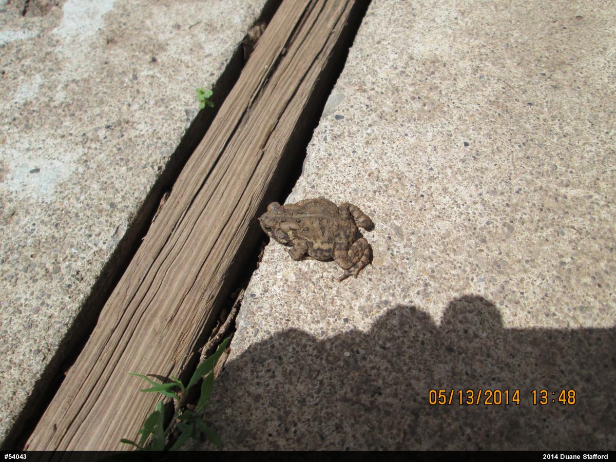 Eastern American Toad