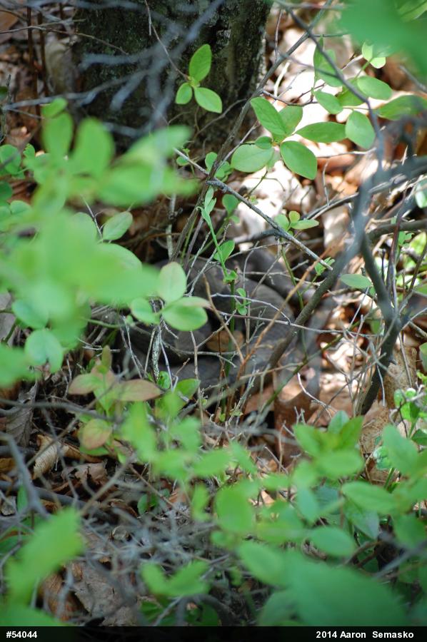 Northern Copperhead