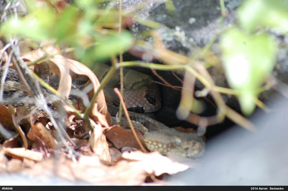 Timber Rattlesnake