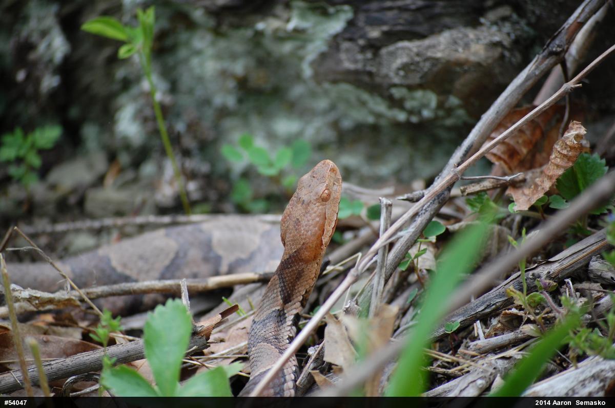 Northern Copperhead