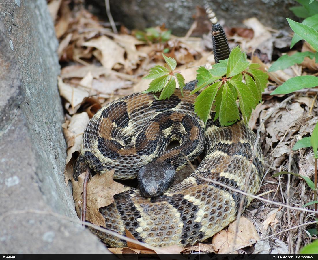 Timber Rattlesnake