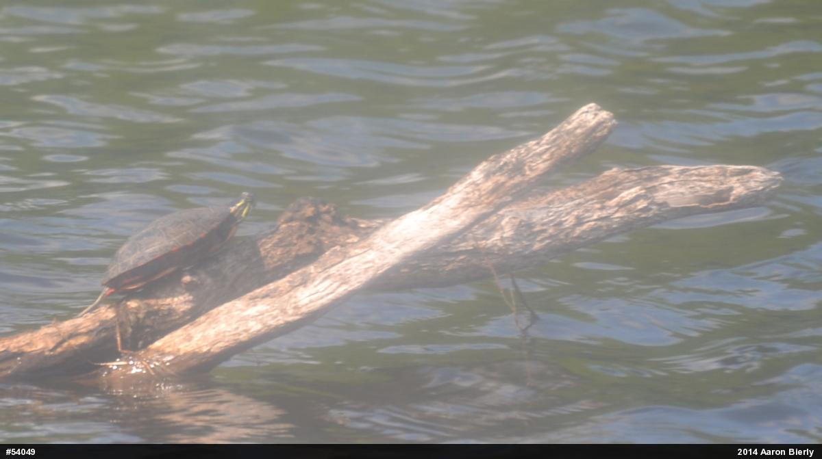 Painted Turtle