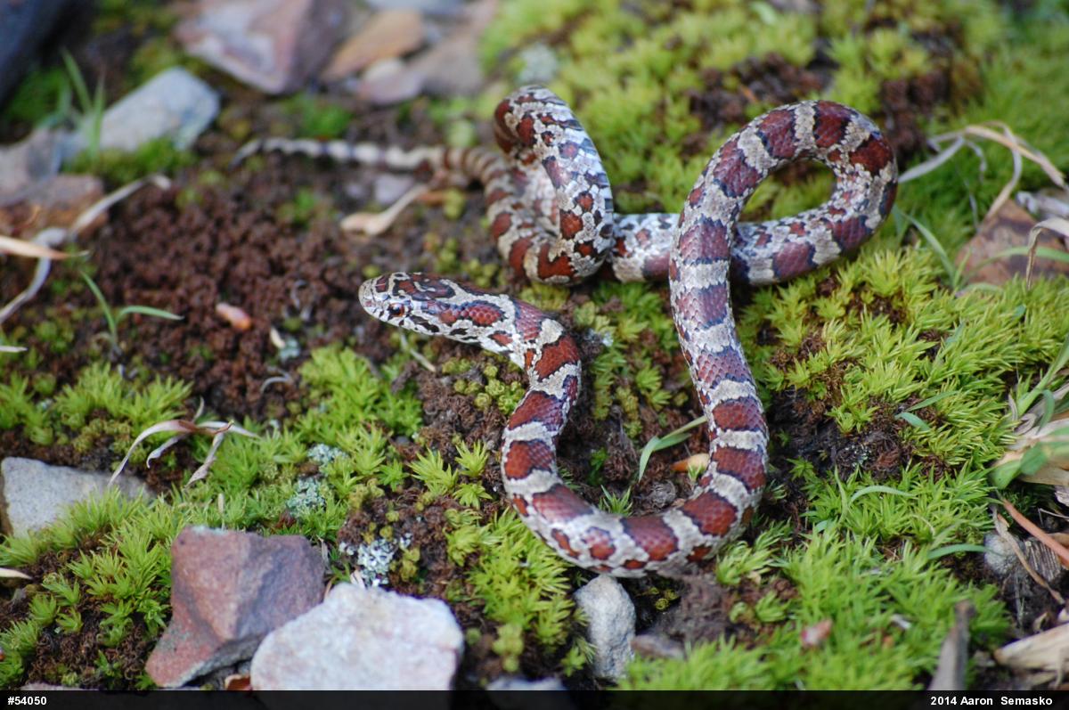 Eastern Milksnake