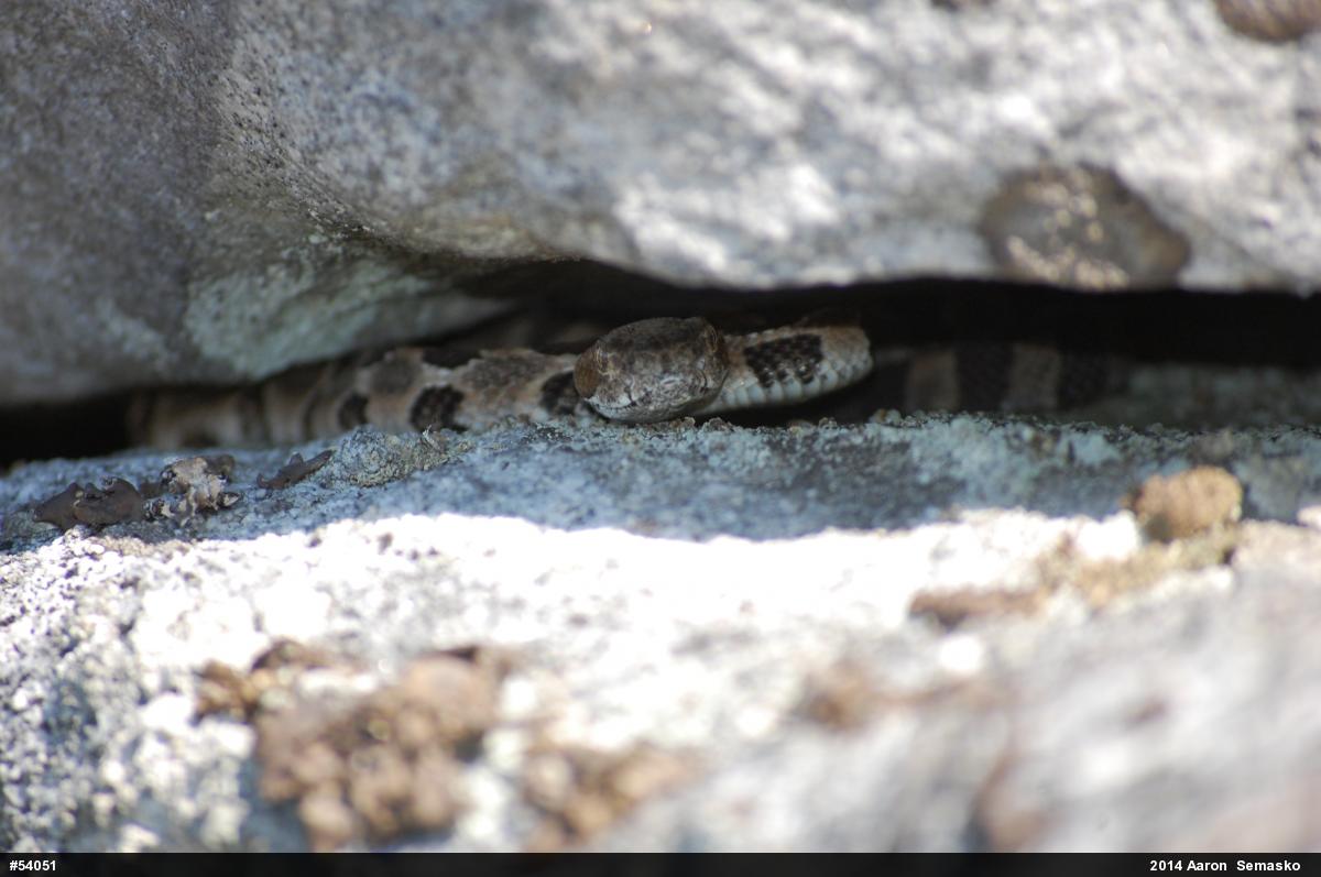 Timber Rattlesnake