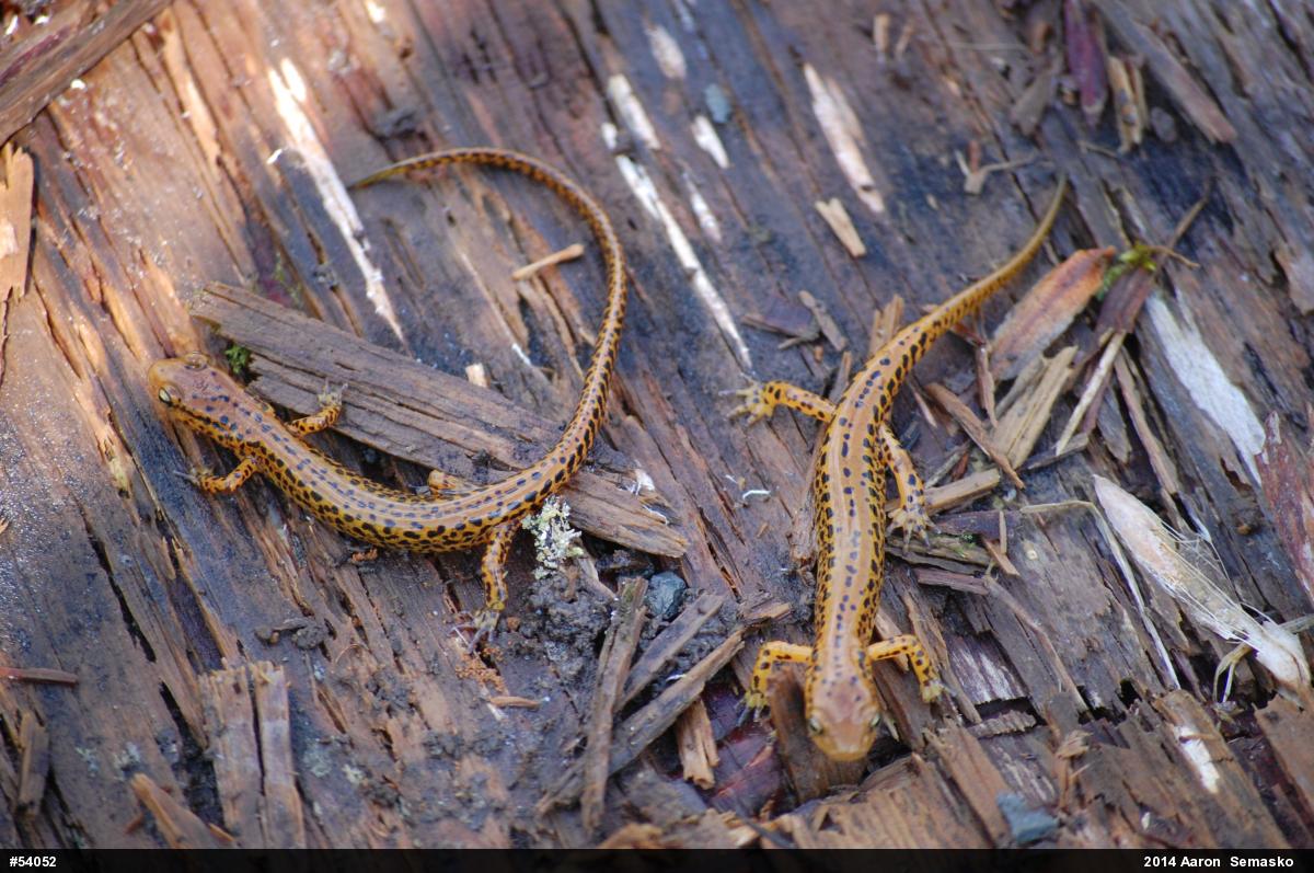 Eastern Long-tailed Salamander