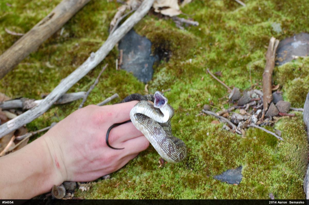 Eastern Ratsnake