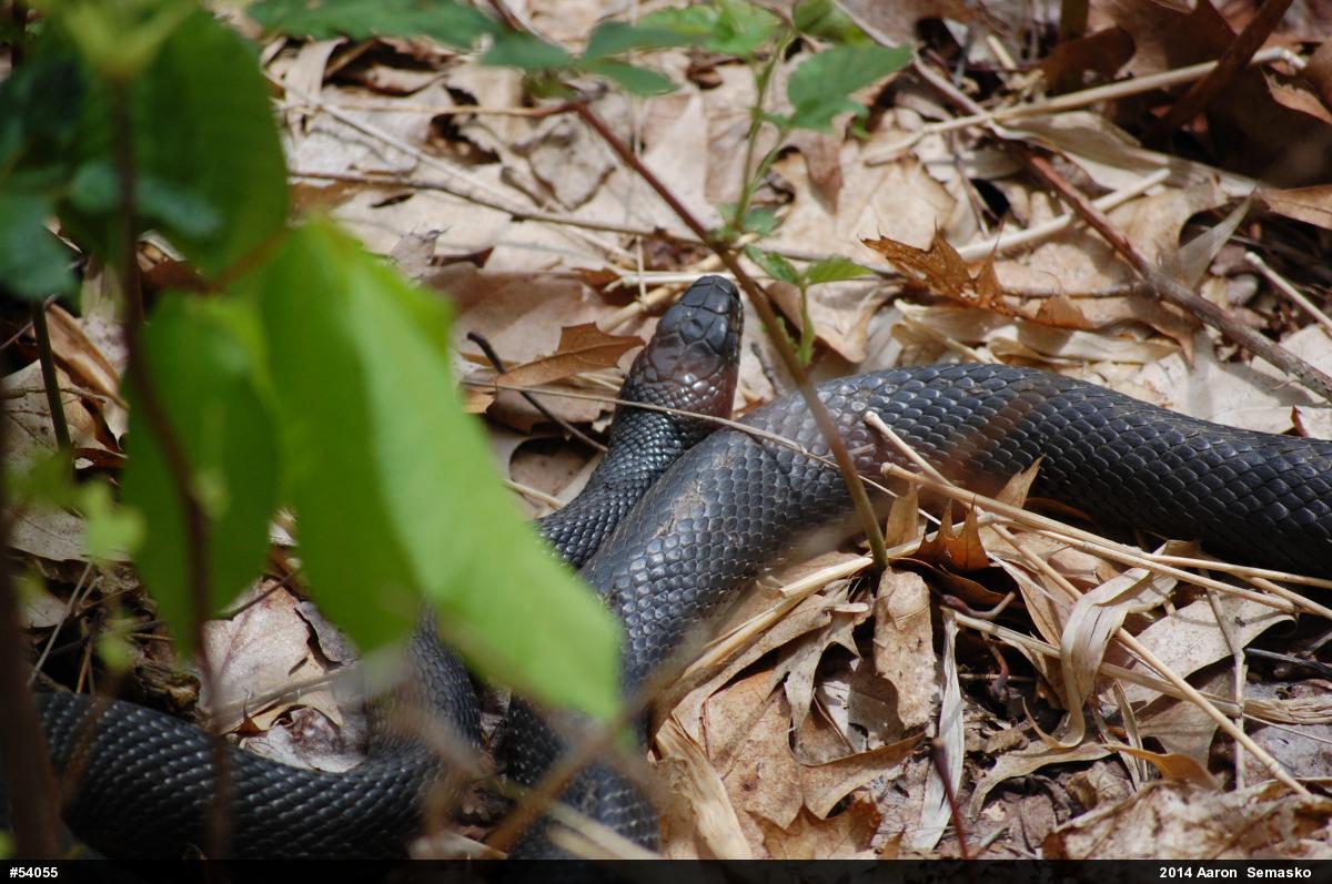 Eastern Ratsnake