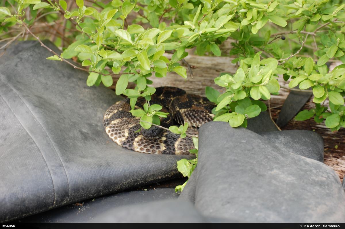 Timber Rattlesnake