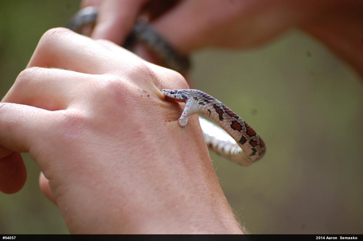 Eastern Milksnake