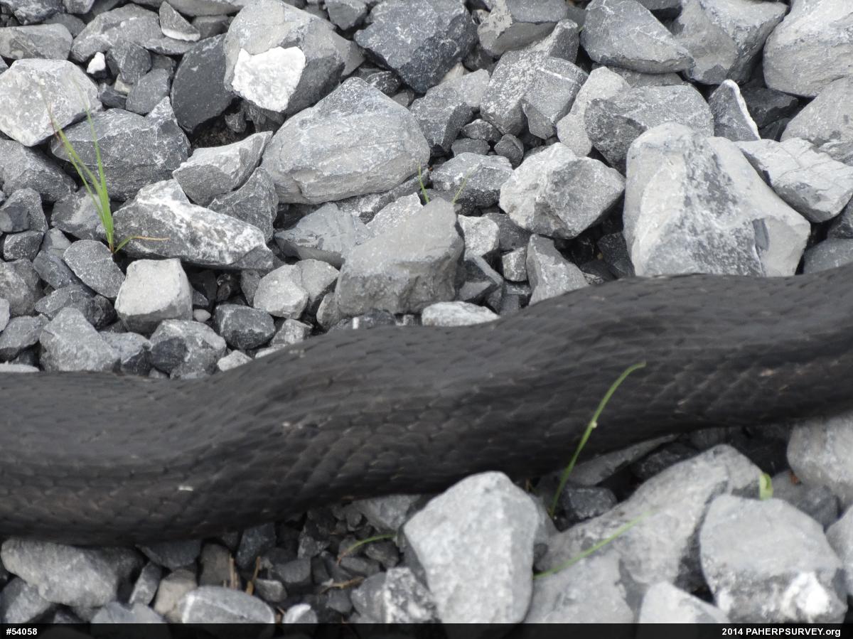 Eastern Ratsnake