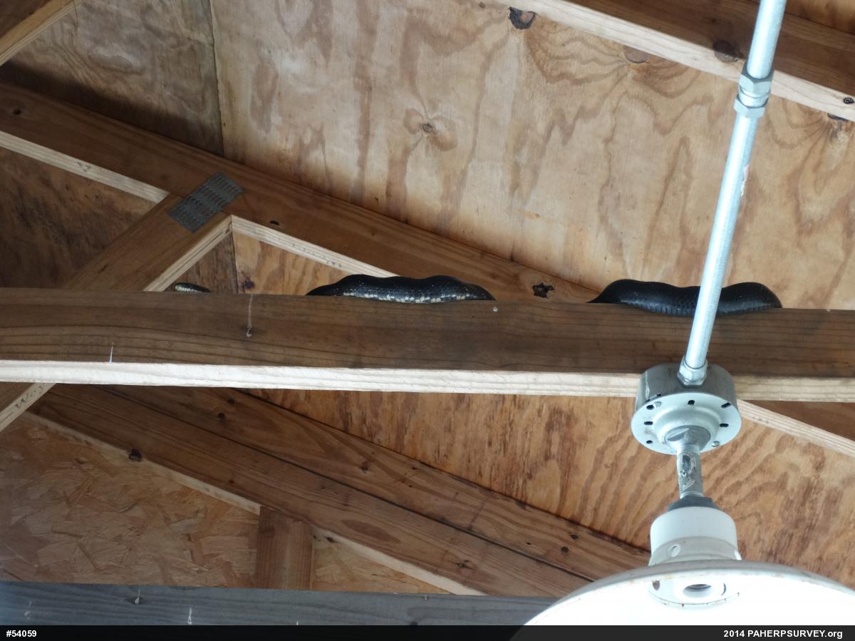 Eastern Ratsnake