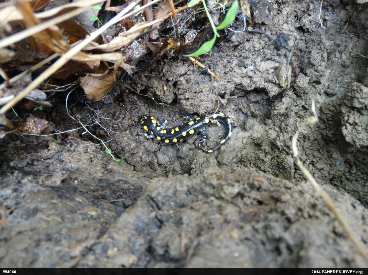 Spotted Salamander