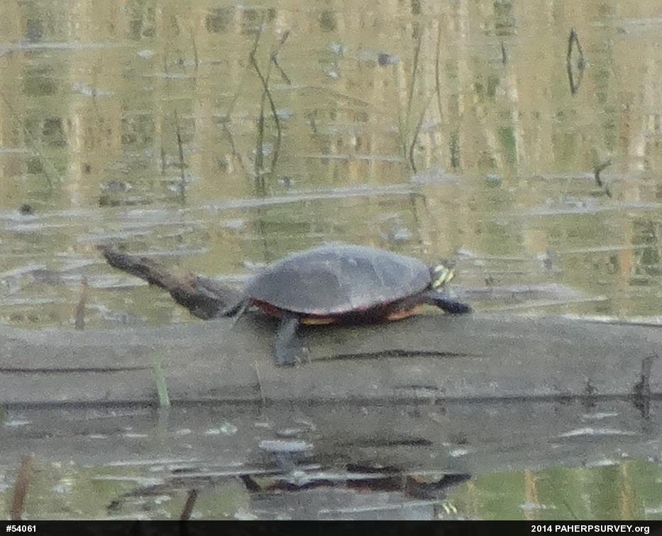 Eastern Painted Turtle