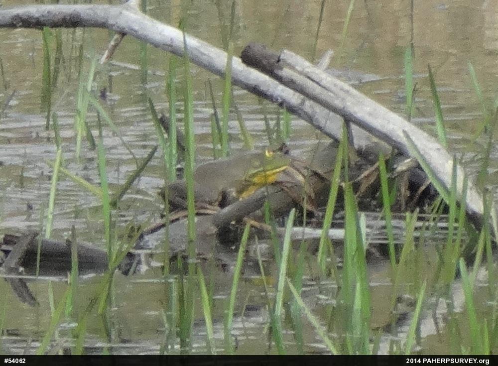 American Bullfrog