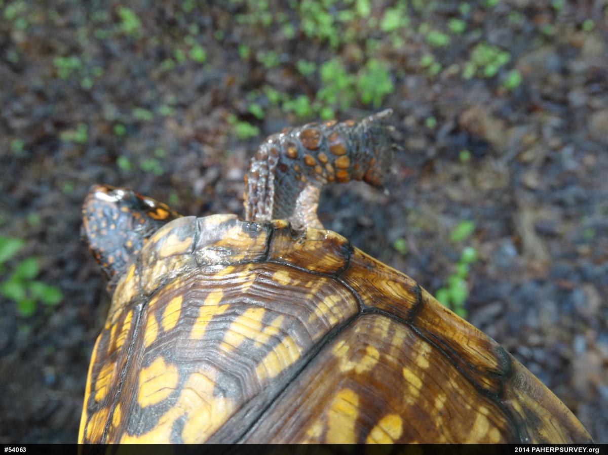 Eastern Box Turtle