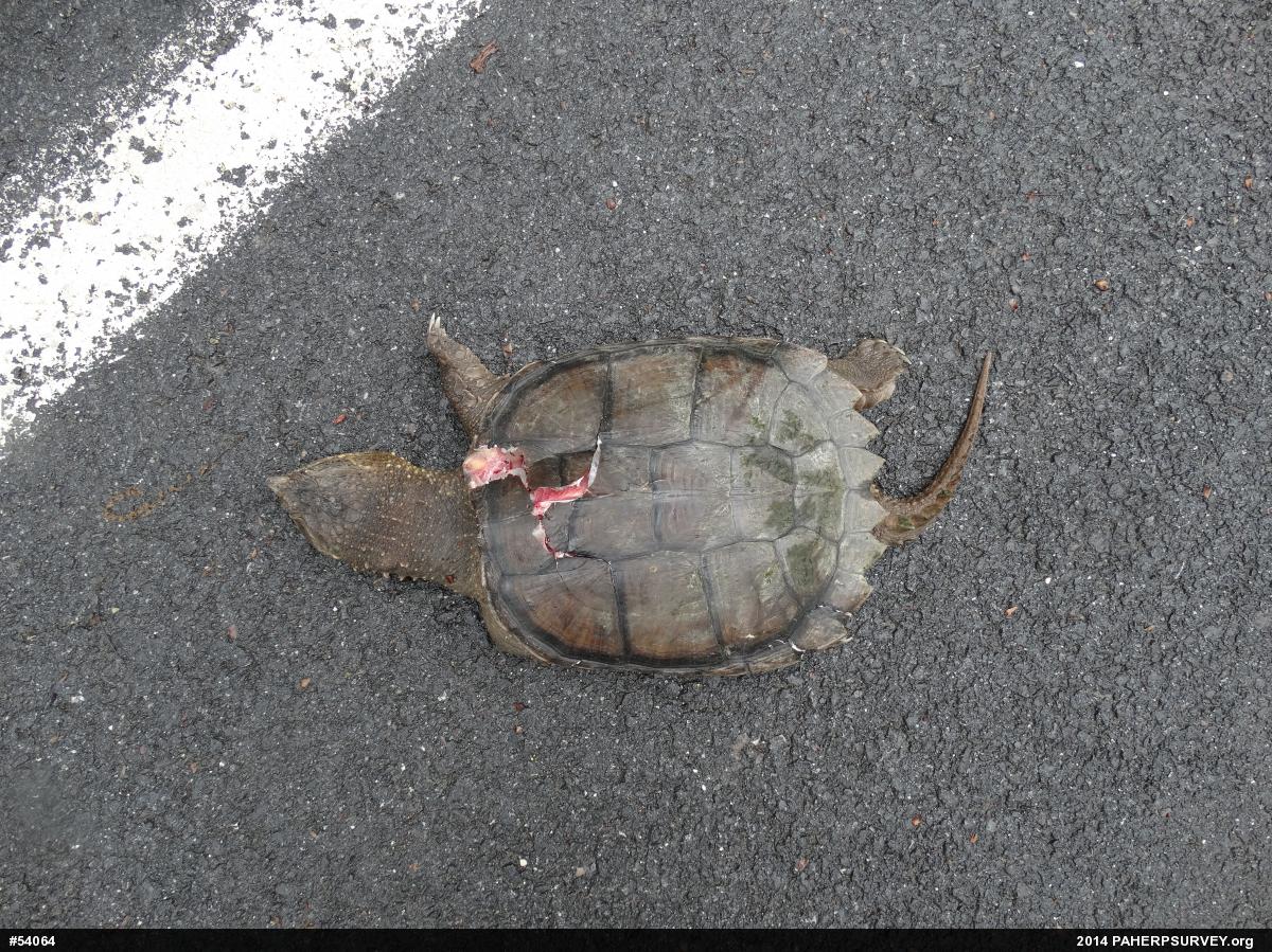 Snapping Turtle