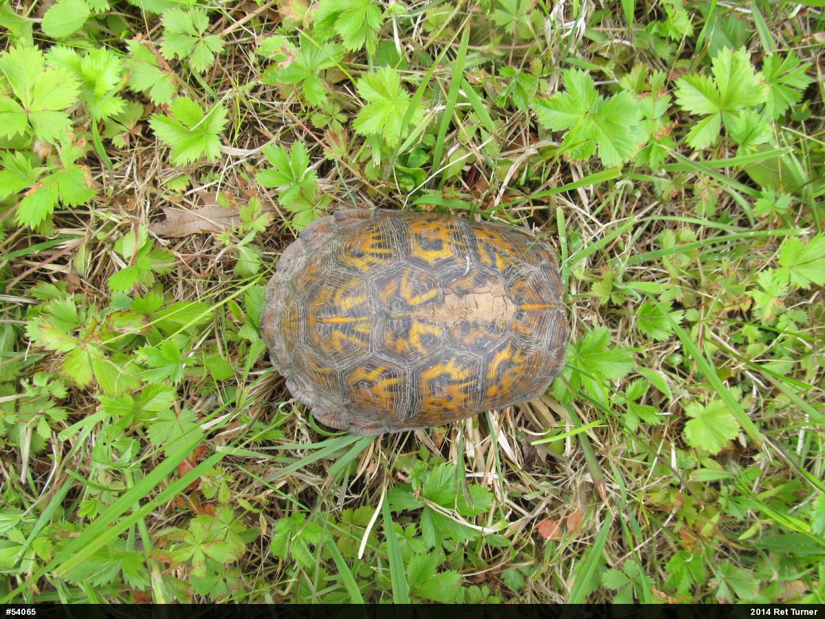 Eastern Box Turtle