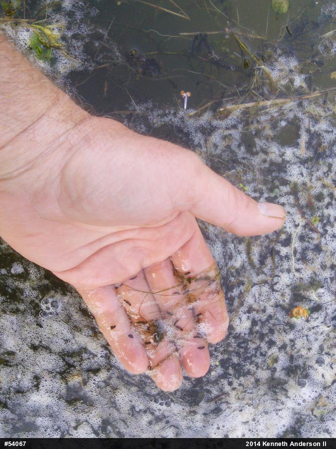 American Bullfrog