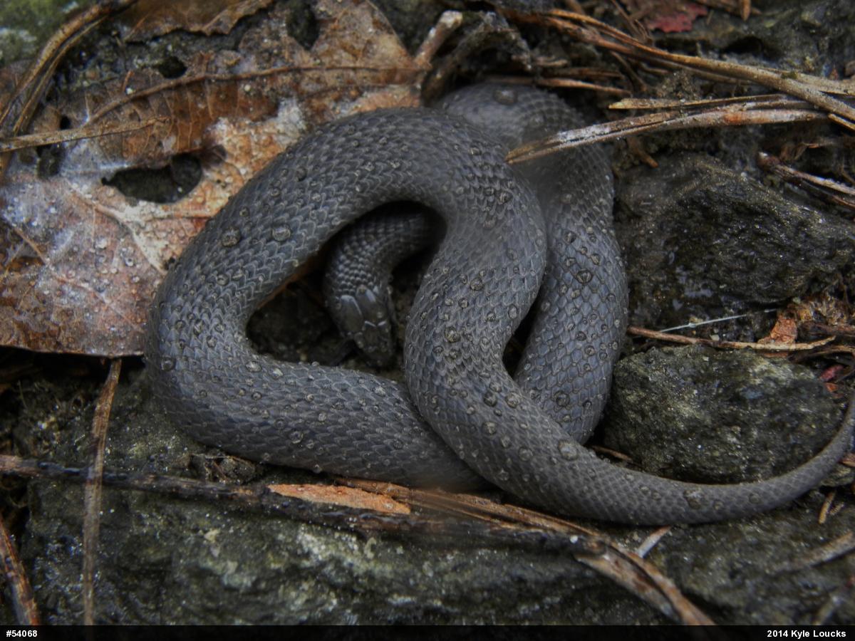 Eastern Smooth Earthsnake